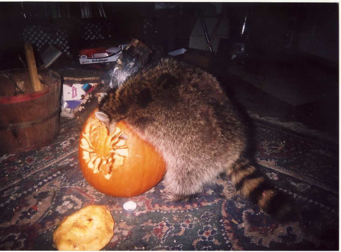 pumpkinwhee