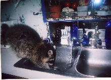 sinkwhee