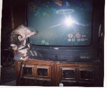 tvwhee
