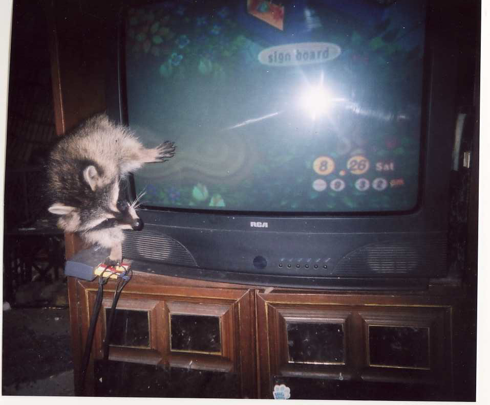 tvwhee
