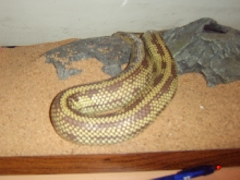 Female King