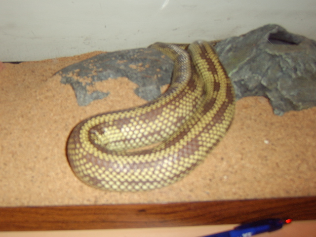 Female King
