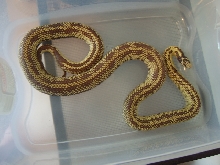 Female Banana Kingsnake