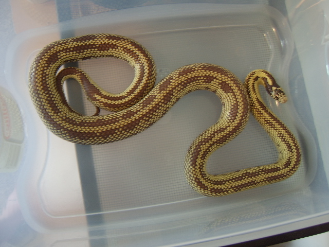 Female Banana Kingsnake