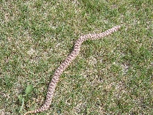 Red Phase Western Hognose Female