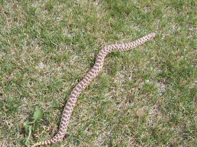 Red Phase Western Hognose Female