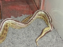 My Cal Kings Breeding
