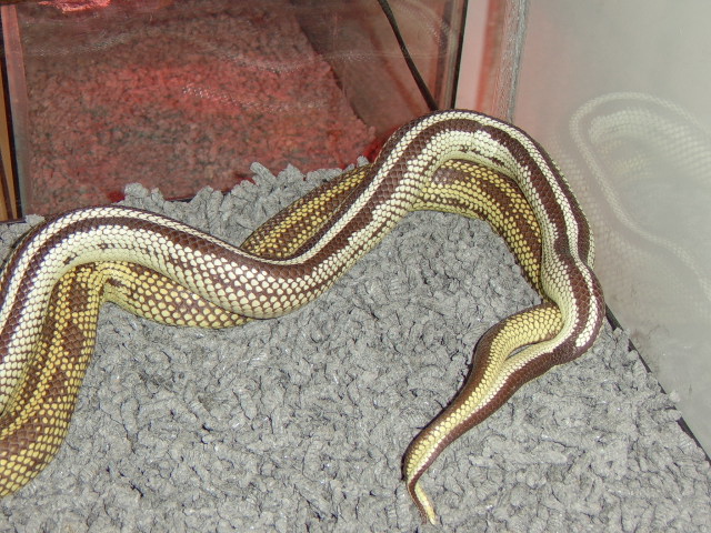 My Cal Kings Breeding