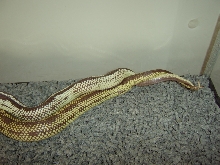 My Cal Kings Breeding