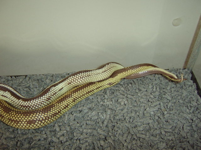 My Cal Kings Breeding
