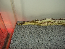 My Cal Kings Breeding