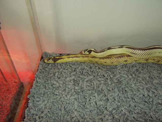 My Cal Kings Breeding