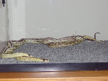 My Cal Kings Breeding