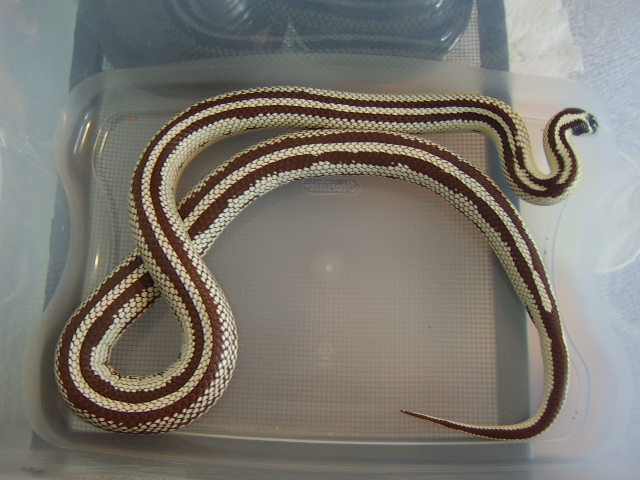 Male Striped Kingsnake