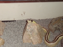 My Reverse Stripe Male