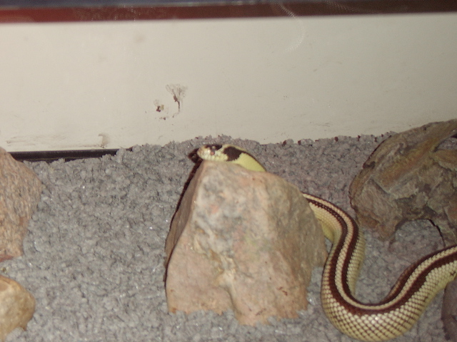 My Reverse Stripe Male