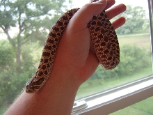 Red Phase Female Western Hognose '05