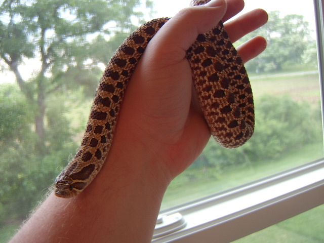 Red Phase Female Western Hognose '05