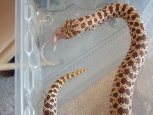 Red Phase Female Western Hognose '05