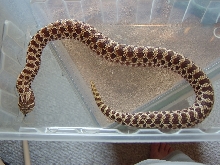 Red Phase Female Western Hognose '05