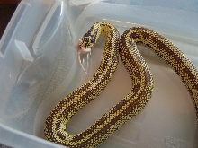 Chocolate Reverse Stripe Banana King Female '03