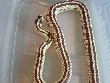 High White Chocolate Reverse Stripe Male King '03