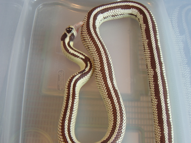 High White Chocolate Reverse Stripe Male King '03