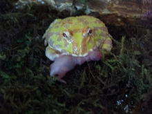Albino Argentine Horned Frog '05