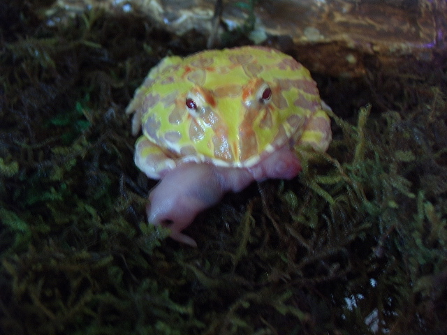 Albino Argentine Horned Frog '05