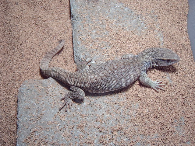 Zilla