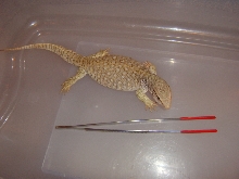 Savannah monitor