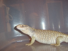 Savannah Monitor