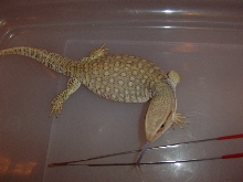 Savannah Monitor