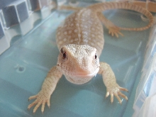 My Savannah Zilla