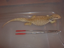 Savannah Monitor