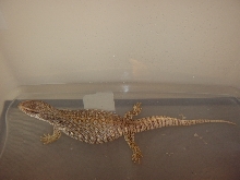 Zilla Bath