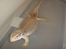 Zilla Bath