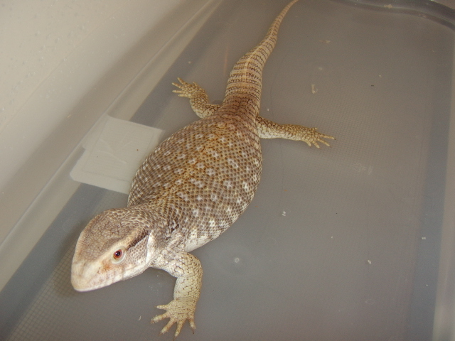 Zilla Bath