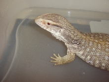 Zilla Bath