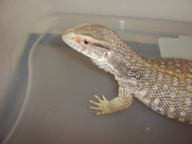 Zilla Bath