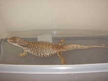 Zilla Bath