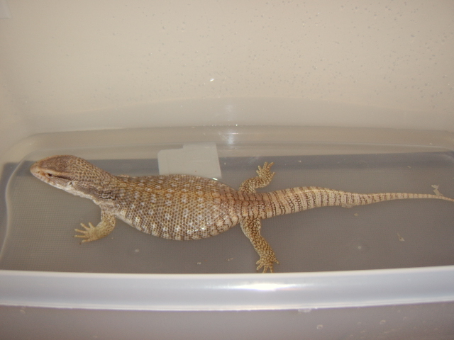 Zilla Bath