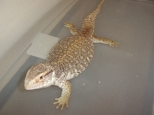 Zilla Bath