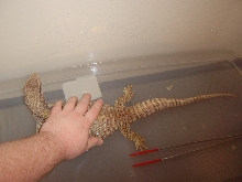 Zilla