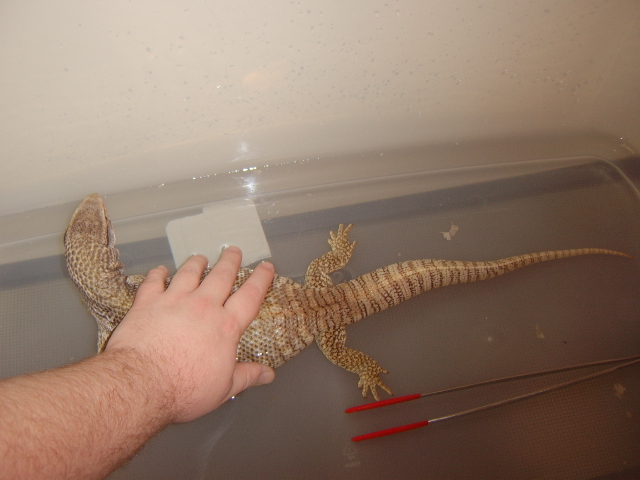 Zilla