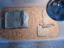 Zilla's Enclosure