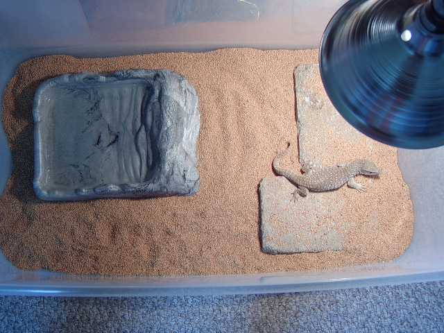 Zilla's Enclosure