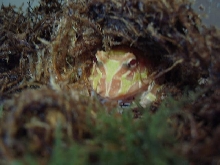 Albino Argentine Horned Frog '05