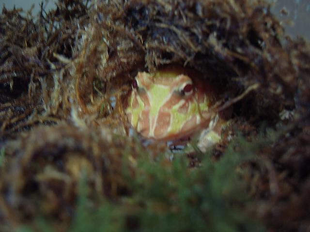 Albino Argentine Horned Frog '05