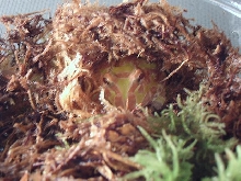 Albino Argentine Horned Frog '05